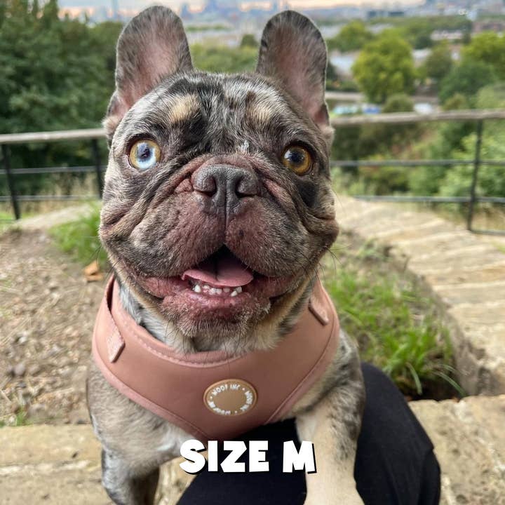 WOOF INC - Wholesale Pet Harness - Dog - Caramel Adjustable Dog Harness7