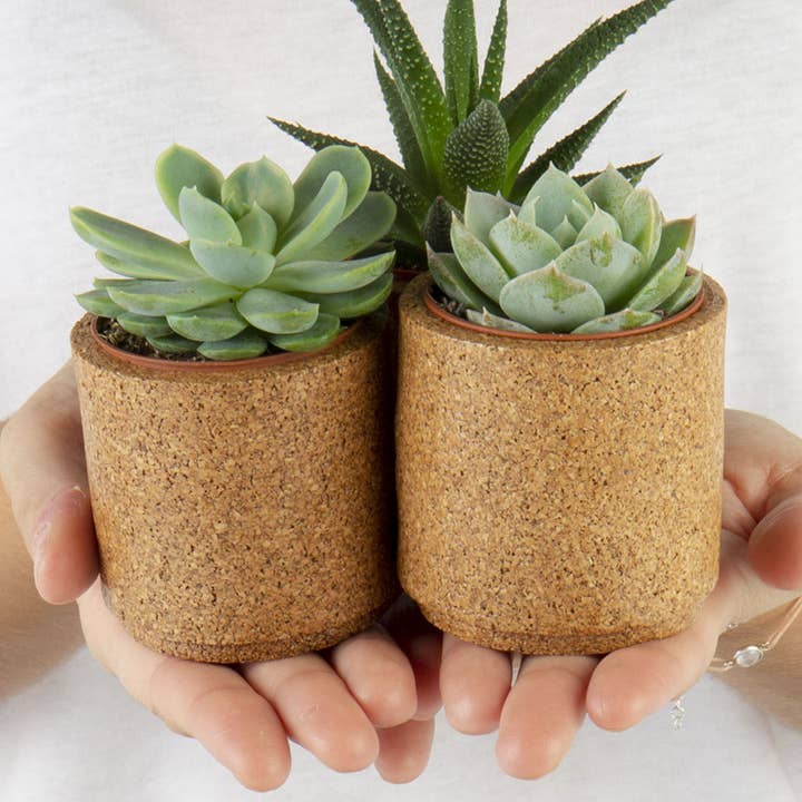 Set de 3 pots à succulentes pour la vente par Minimal Cork