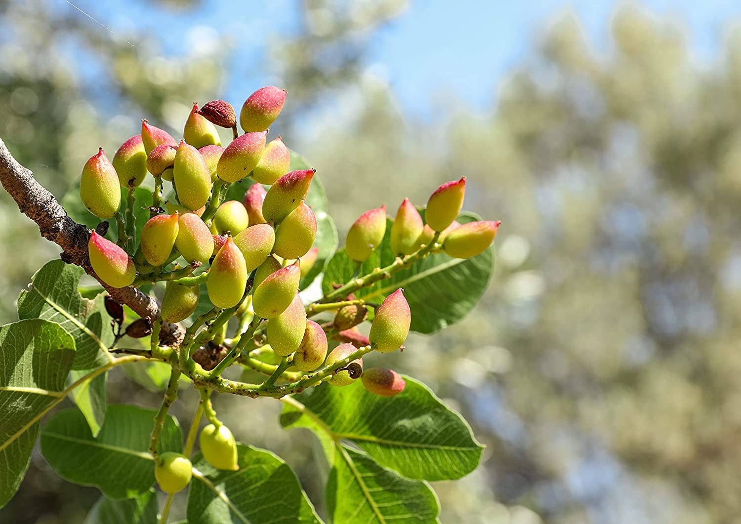 Food To Live - Wholesale Nuts - Dry Roasted Pistachios with Himalayan Salt – Vegan, Kosher5