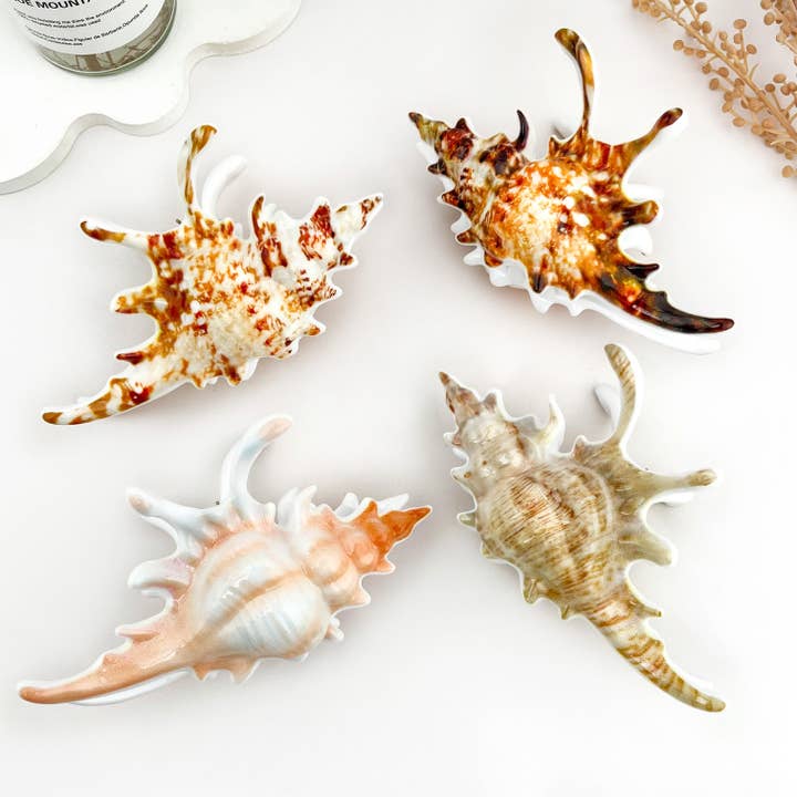 mildstyles - Wholesale Hair clip – Women’s - Beach Vacation Creative Imitation Seashell Hair Claw Clip7