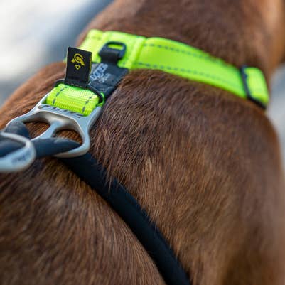 Stop Pull Harness Medium for wholesale by Rogz USA