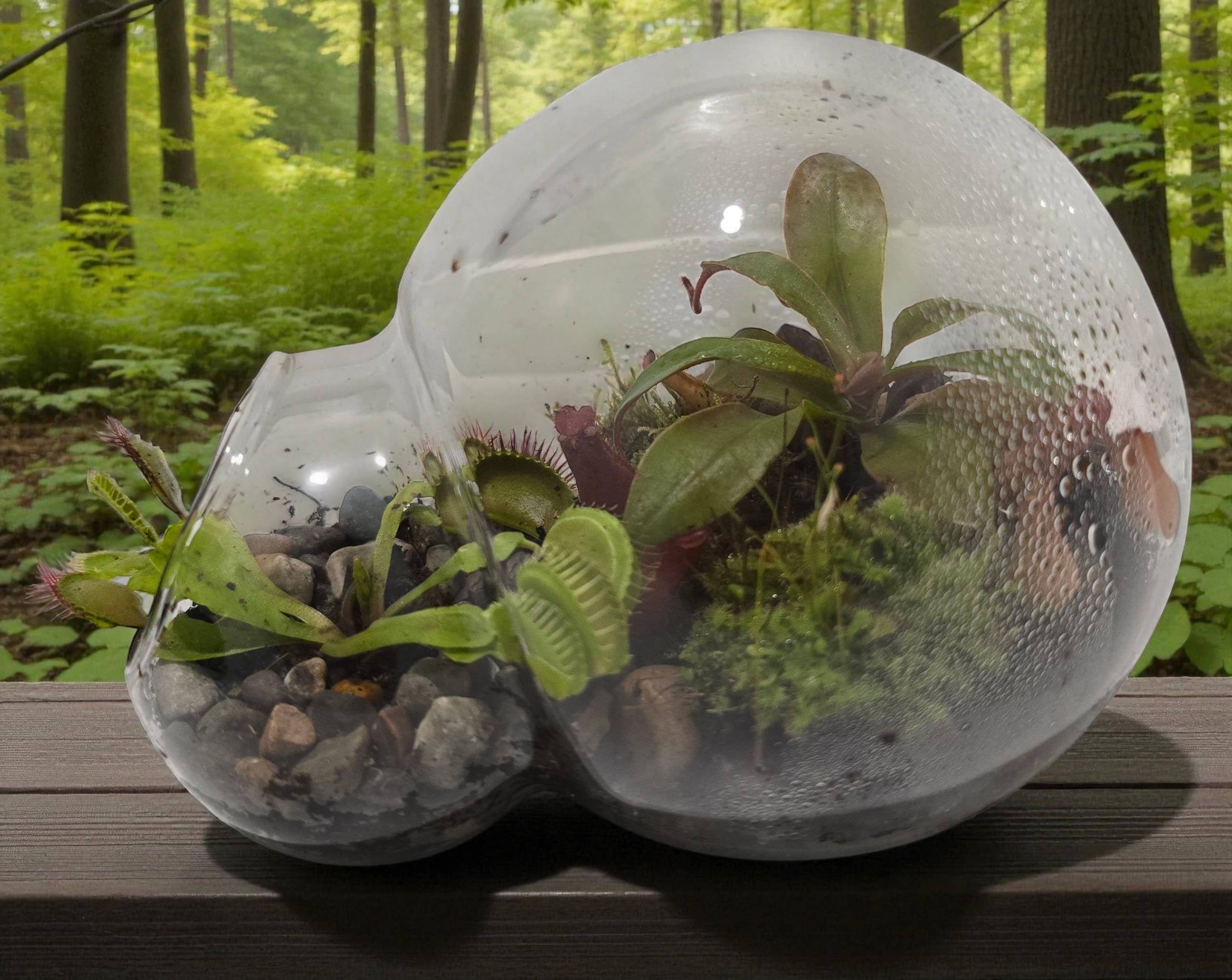 Silver Circle Products - Wholesale Terrarium - Carnivorous Growarium Glass Terrarium2