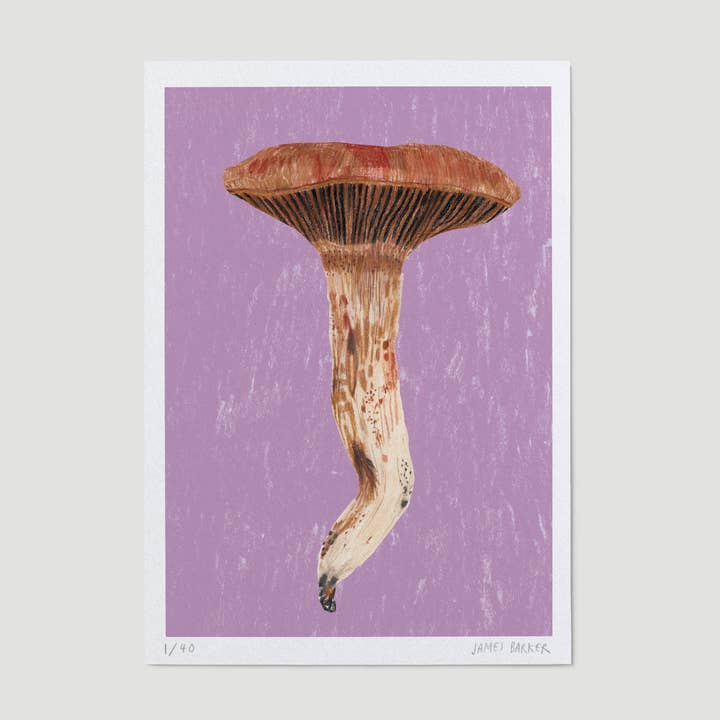 Limited Edition A5 Mushroom Print - Chroogomphus for wholesale by James Barker
