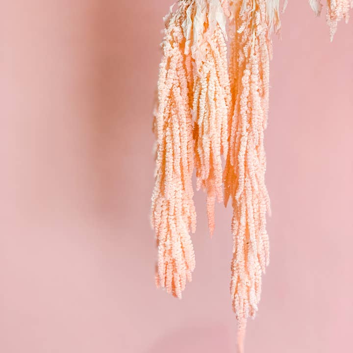 Fleurs Flowers - Wholesale Dried/Pressed Flowers - Preserved Amaranthus