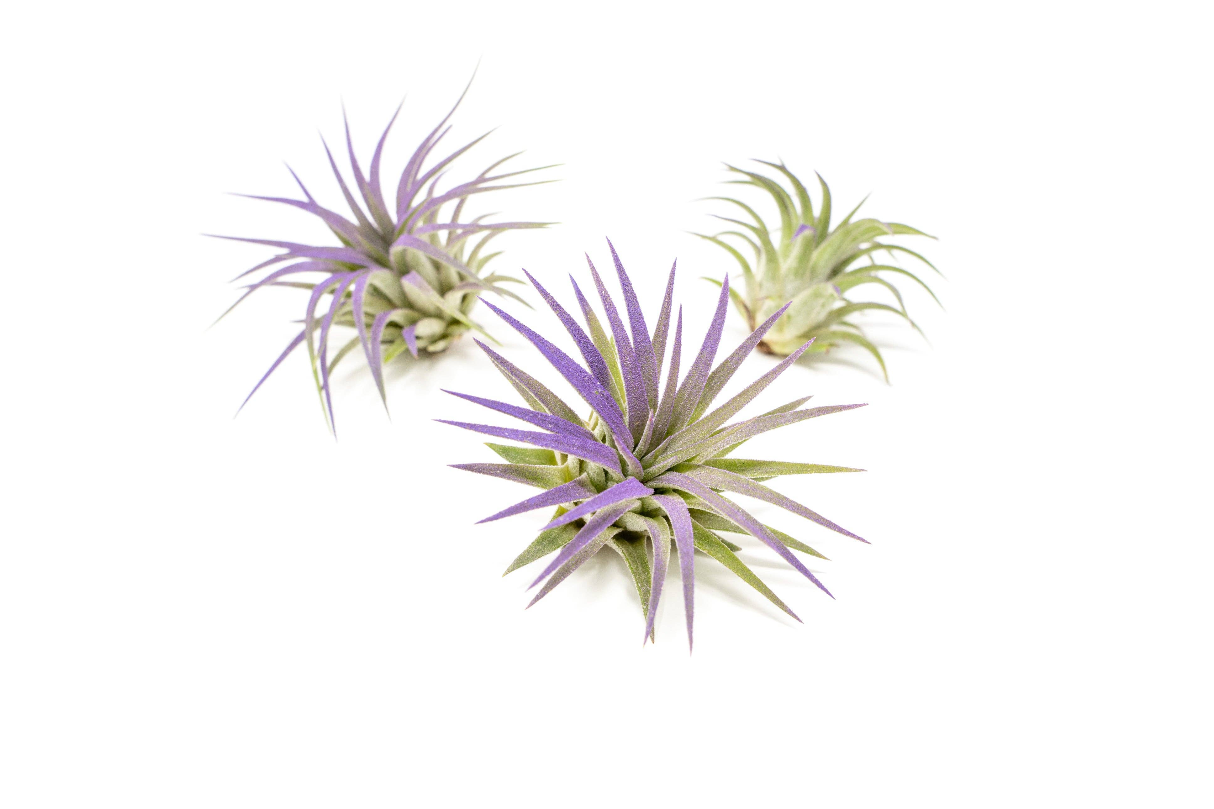 Air Plant Shop - Wholesale Live Plant - Color Enhanced Tillandsia Ionantha Rubra Air Plants32