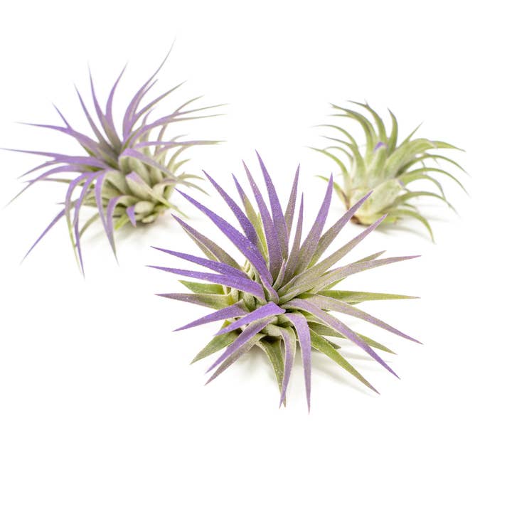 Air Plant Shop - Wholesale Live Plant - Color Enhanced Tillandsia Ionantha Rubra Air Plants32