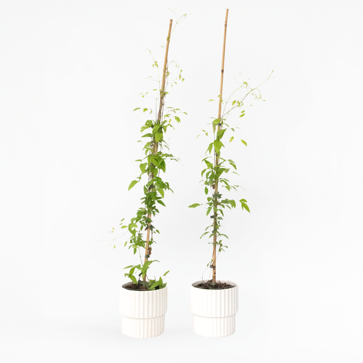 Oasis of Life - Venta al por mayor Plantas naturales - Clemátide – 2 plantas – Clematis 'Hagley Hybrid' – Altura 100–120cm – Ø17cm – Trepadora de floración doble con grandes flores rosadas – Fragante, resistente al invierno y amigable con las abejas – Para jardín, valla y pérgola2