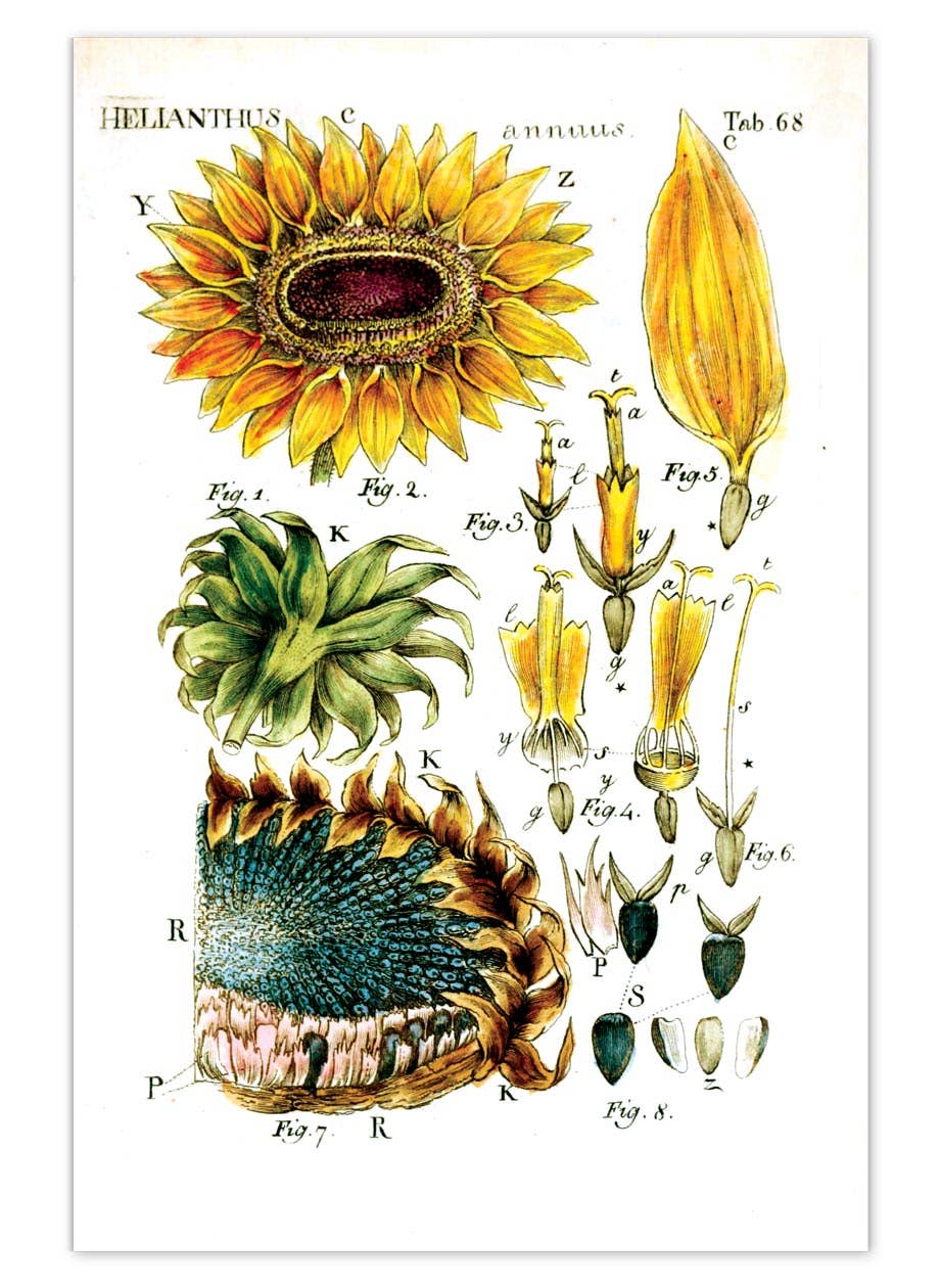 Laughing Elephant – Großhandel Postkarten-Set – Sonnenblumen-Postkartenbox — Postkarten für den täglichen Gebrauch in Schachtel6