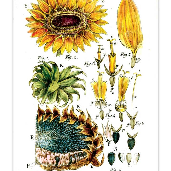 Laughing Elephant – Großhandel Postkarten-Set – Sonnenblumen-Postkartenbox — Postkarten für den täglichen Gebrauch in Schachtel6