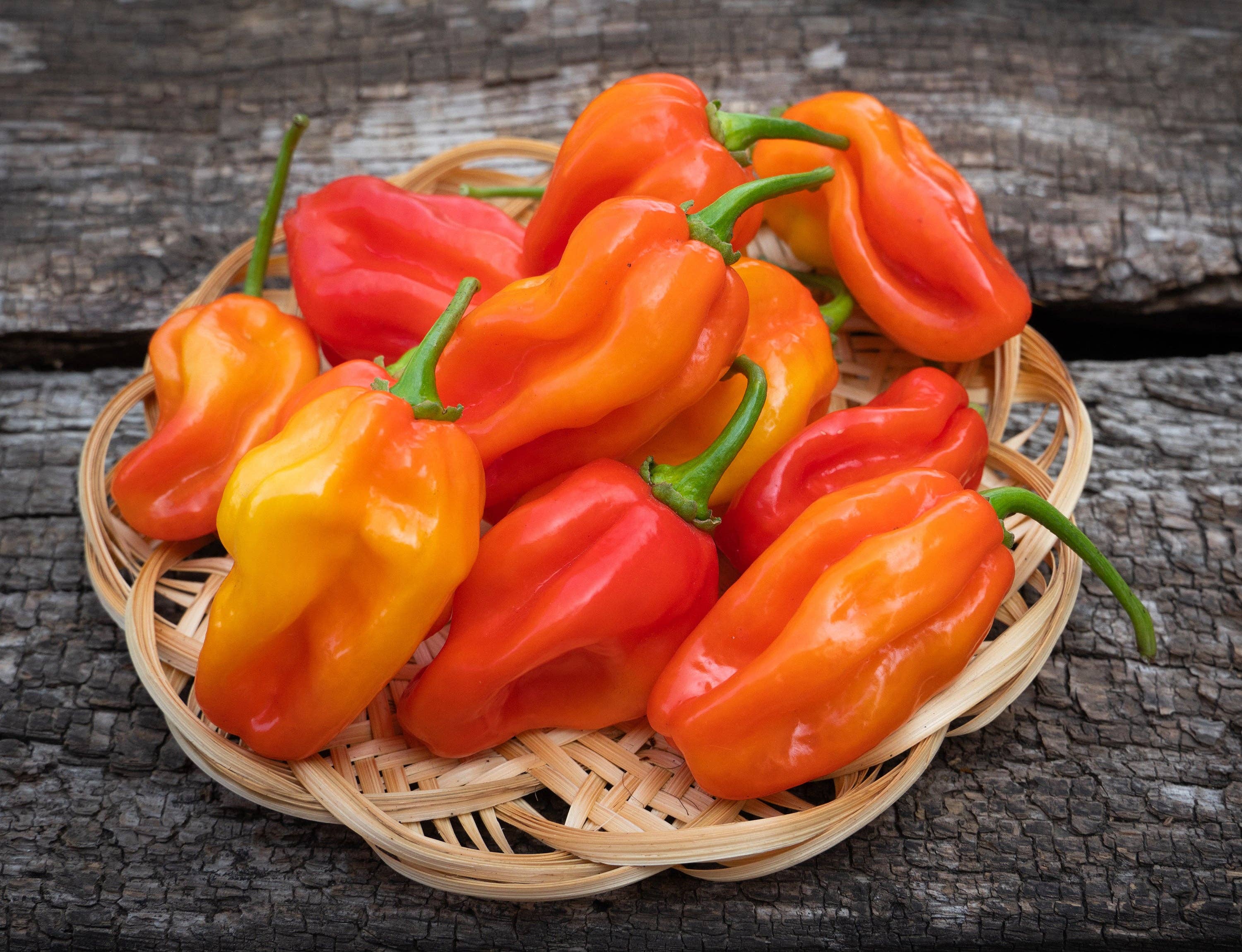 Bentley Seed Co. - Wholesale Plant Seeds - Pepper, Habanero Orange Seed Packets3