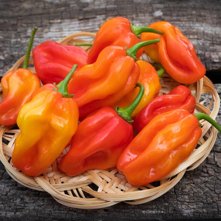 Bentley Seed Co. - Wholesale Plant Seeds - Pepper, Habanero Orange Seed Packets3