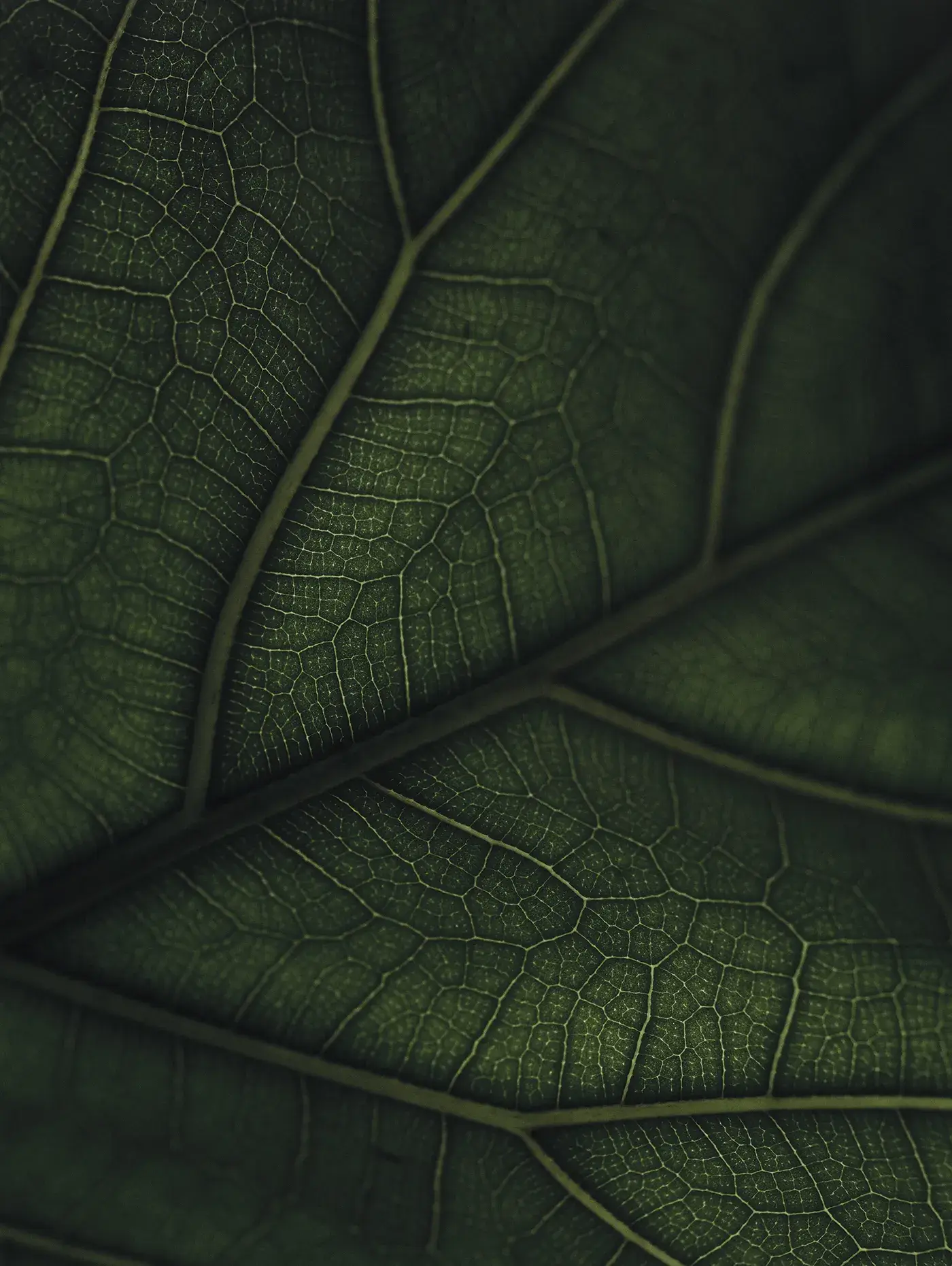 Cozy Publishing - Vente Livre sur la maison et le jardin - Green Home Book - Intérieurs inspirants centrés sur les plantes1