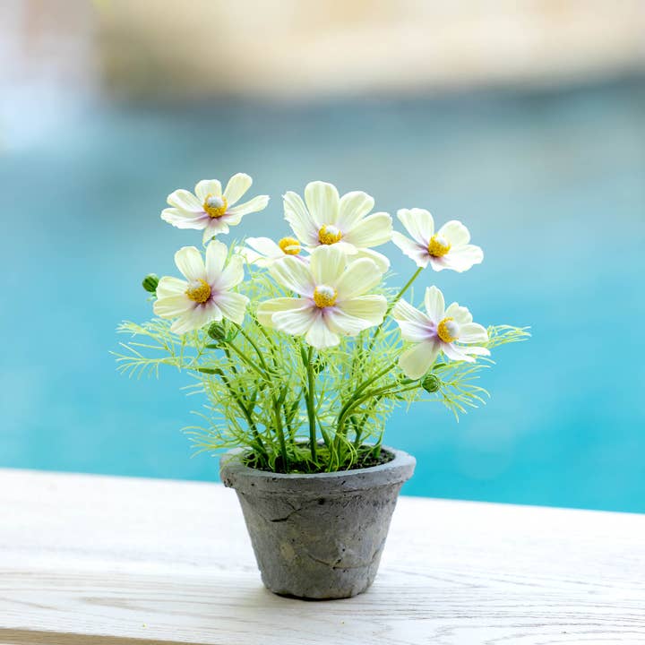 Promo Cosmos Plant in Terra Cotta Pot, Light Yellow for wholesale by Park Hill Collection