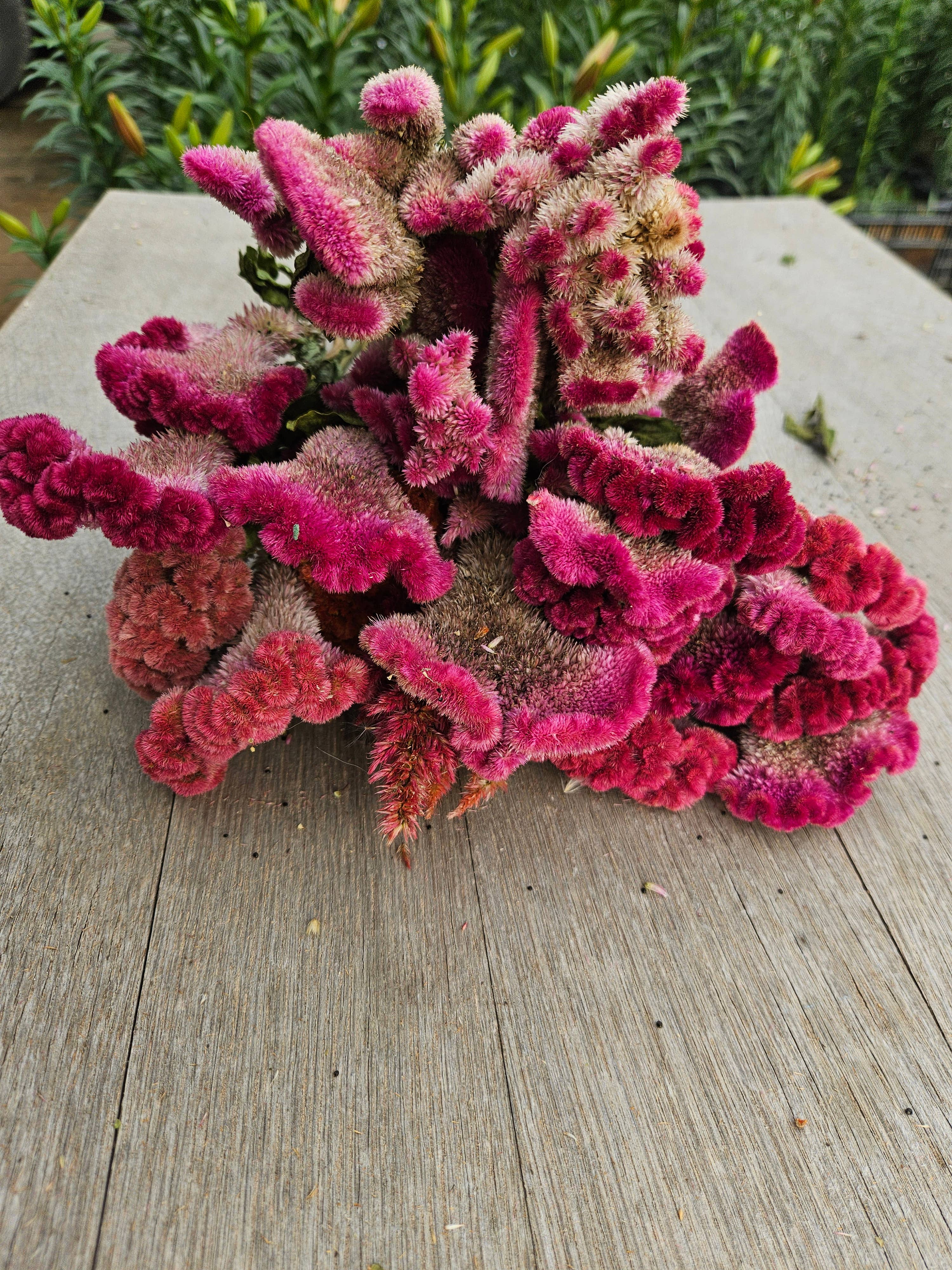 Alissas Flower Farm - Wholesale Dried/Pressed Flowers - Dried Celosia, Comb10