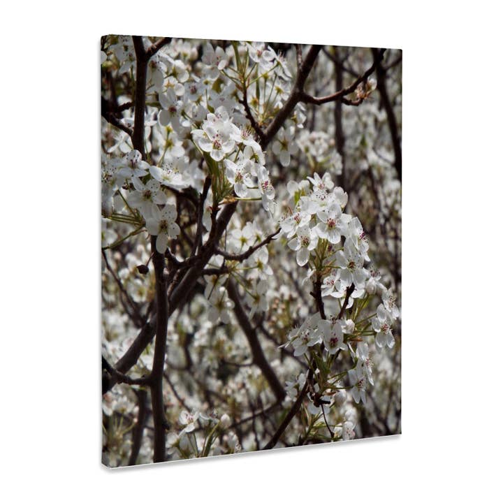 3dRose, Smukke Kornelblomster, Museumskvalitet Lærredstryk for engroshandel hos 3dRose