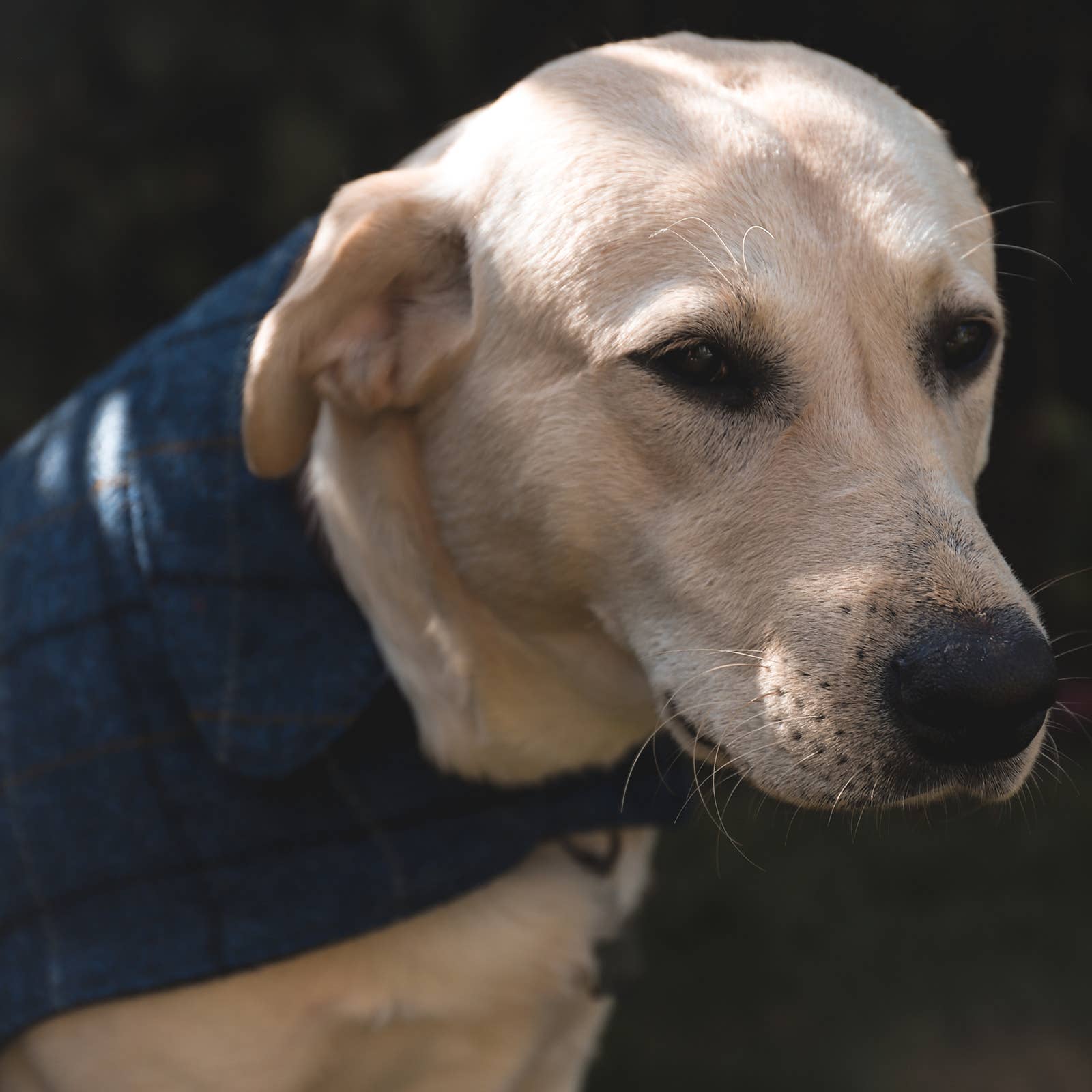 Ibrand - Vente Veste – chien - Veste tartan pour chien en Harris Tweed - Manteau pour animal de compagnie4