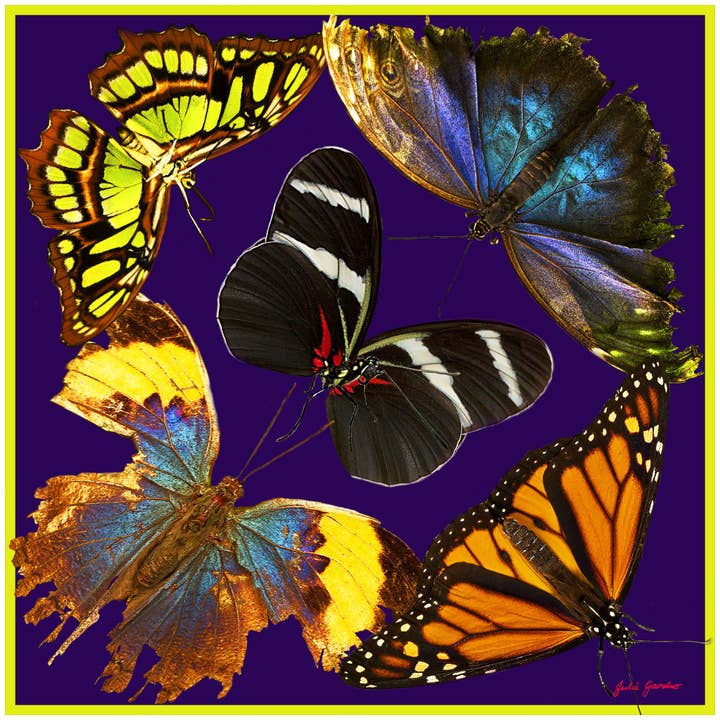 Schal mit Schmetterlingen für den Großhandel von Obscura Designs