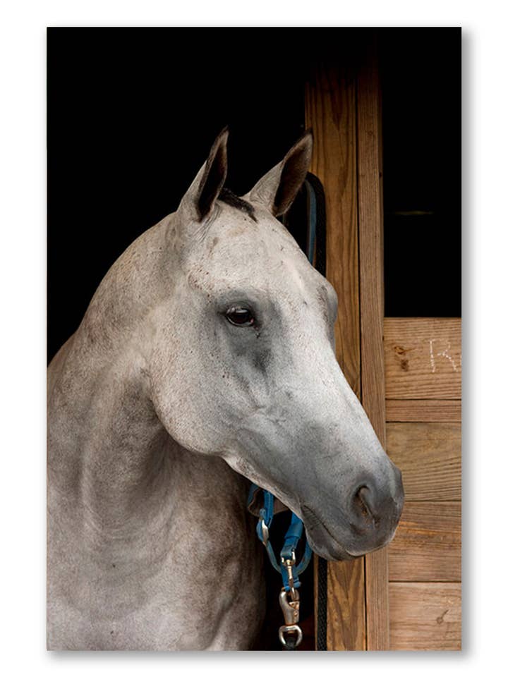 Grå häst B, Canvas Wall Art för wholesale av Artography Limited