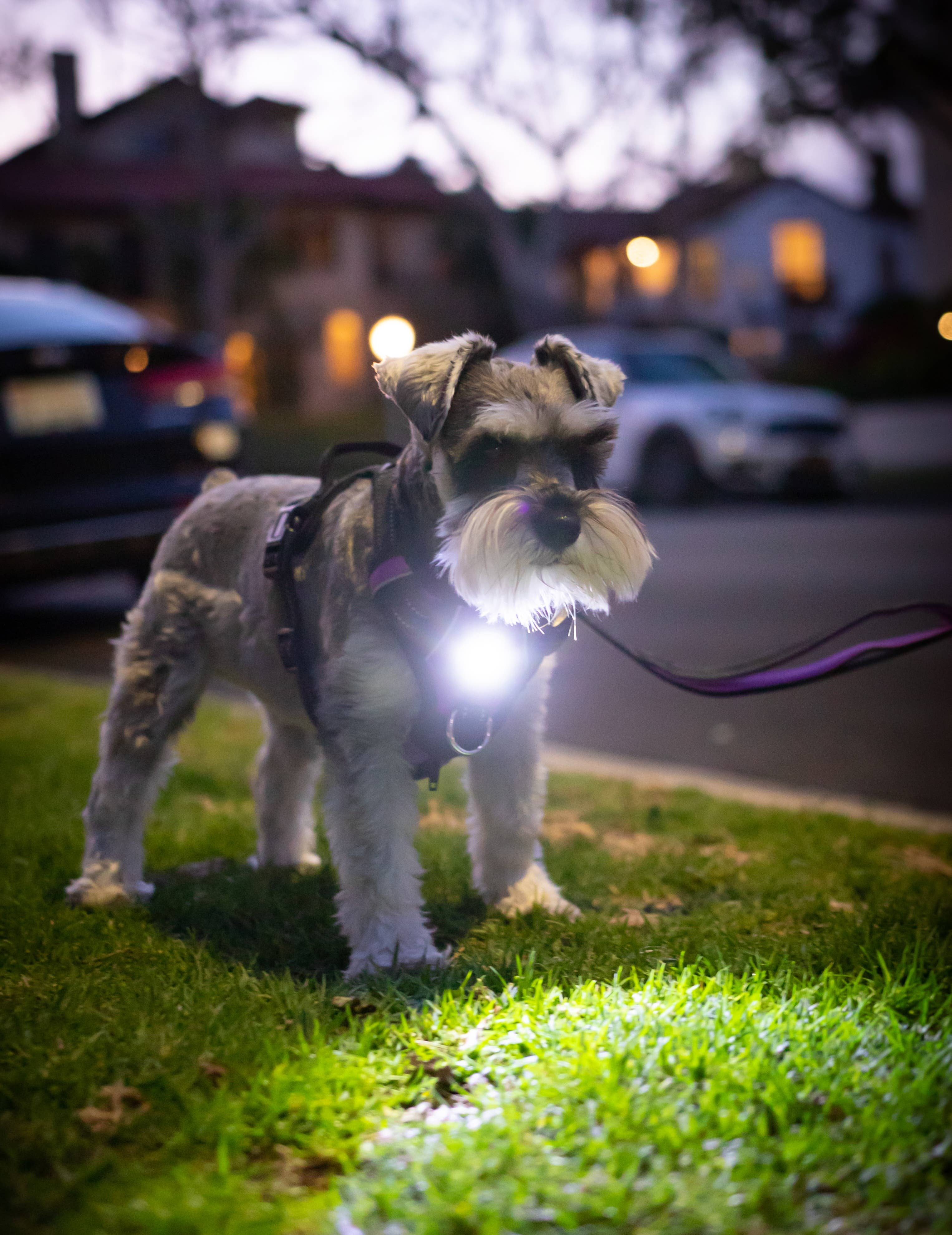 Headlight Harness - Wholesale Pet Harness - Dog - Headlight Harness LED  Reflective Dog/Cat Harness 8