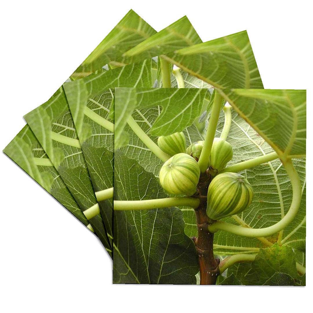 3dRose - Wholesale Coasters - 3dRose, A close up photograph of fig fruit on a common fig tree, Coaster0