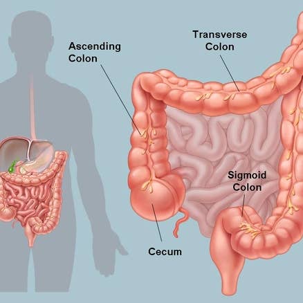 Niphals - Wholesale Oral Supplement/Vitamin - Colon Pancreas Liver Cleanser