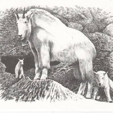 Bergsget Vilda Djur Bill Harrah Porträtt Mattad Konstkort för wholesale av Chesapeake Farms LLC