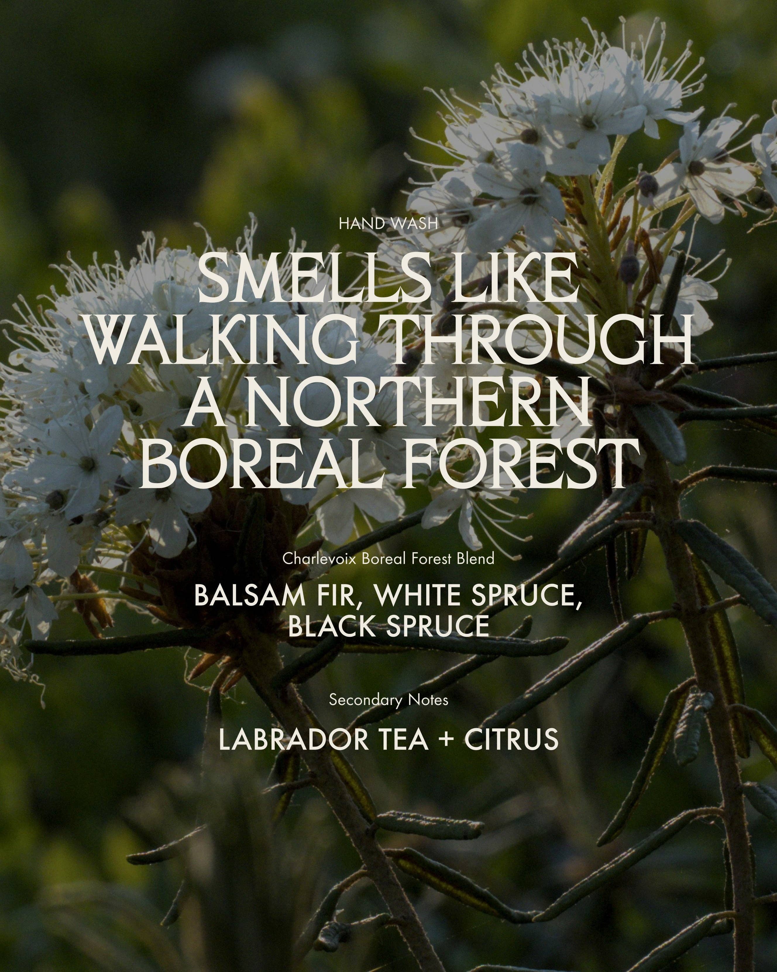 Sans Savon - Vente Savons/lotions pour les mains - Savon pour les mains, Mélange de la forêt boréale de Charlevoix (500 ml)4