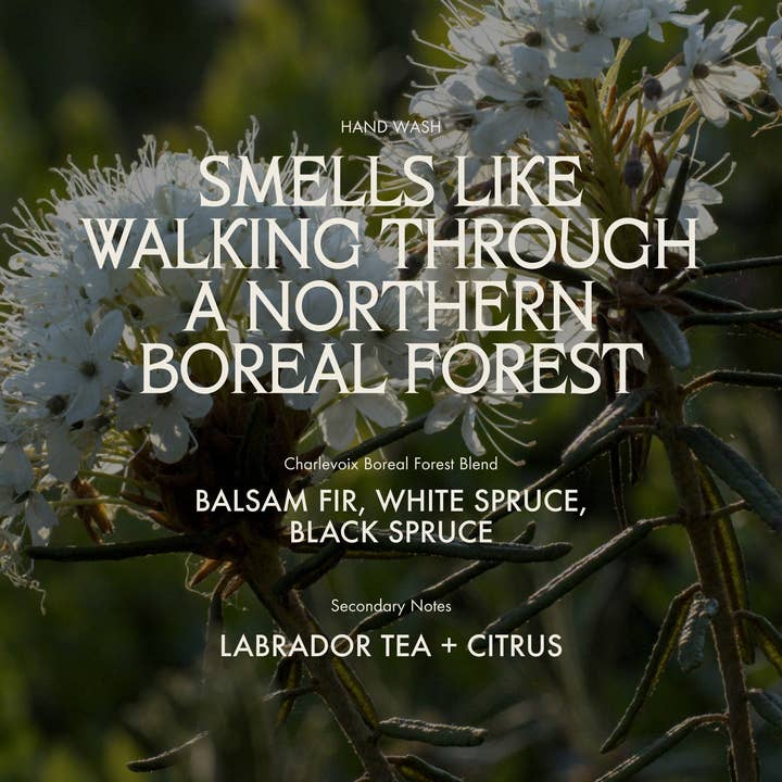 Sans Savon - Vente Savons/lotions pour les mains - Savon pour les mains, Mélange de la forêt boréale de Charlevoix (500 ml)4