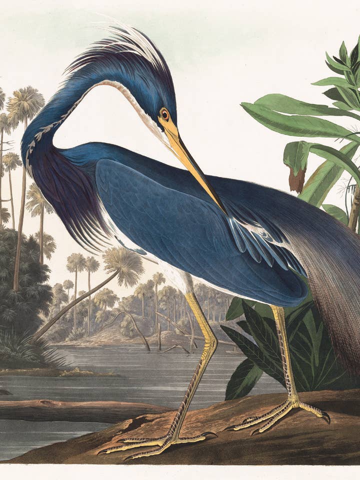 Postcard Louisiana Heron (201771) for wholesale by The Knowledge of Things by Catch Publishing