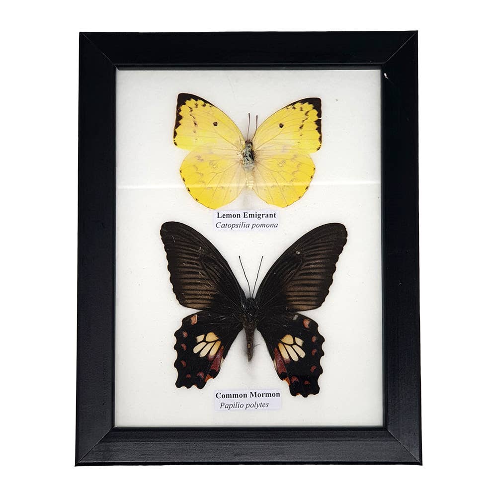 Wilco Metal Butterfly Picture Frame
