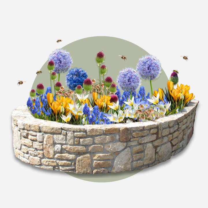 Oasis of Life - Wholesale Plant Seeds - Bee Hotel Box Mix β 60 Flower Bulbs for Bees & Insects β With Instructions for Building a Bee Hotel β Insect-Friendly Flower Bulb Mix β Hardy, Perennial & Easy to Care For6