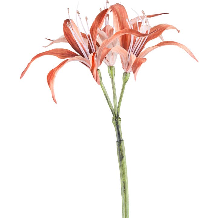 Nerine, 83cm, zimt für den Großhandel von GASPER GmbH