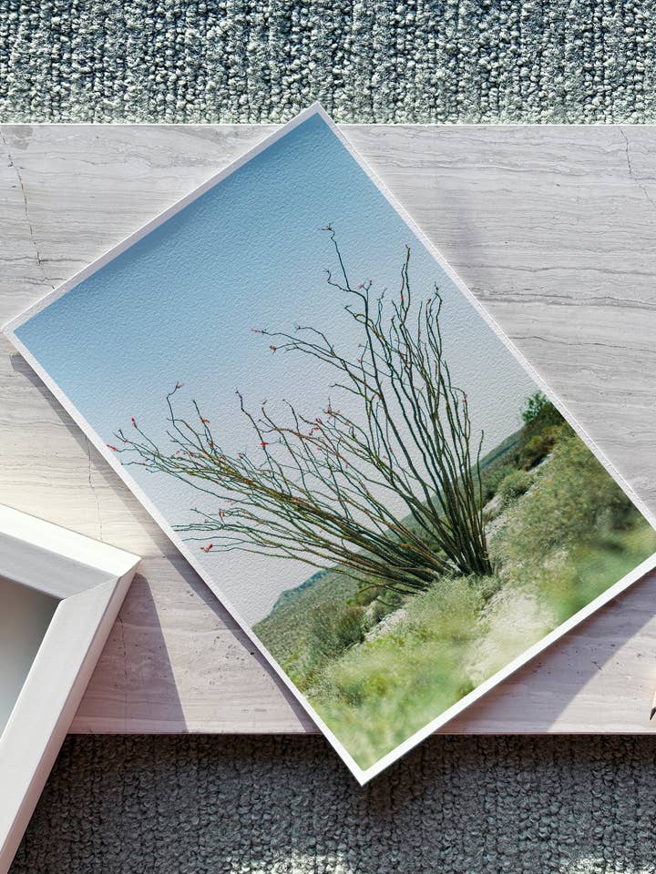 'Ocotillo' desert inspired fine art (print only) for wholesale by art+drift