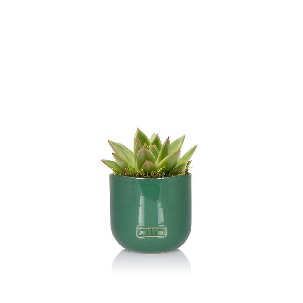The Little Botanical – wholesale Succulent – Miranda3