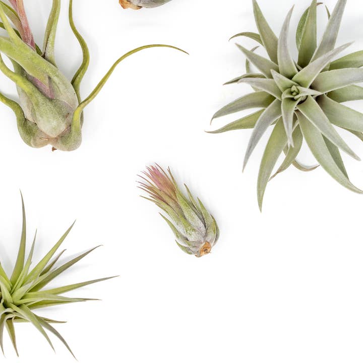 Air Plant Shop - Wholesale Live Plant - The Tough Stuff Collection of Tillandsia Air Plants2