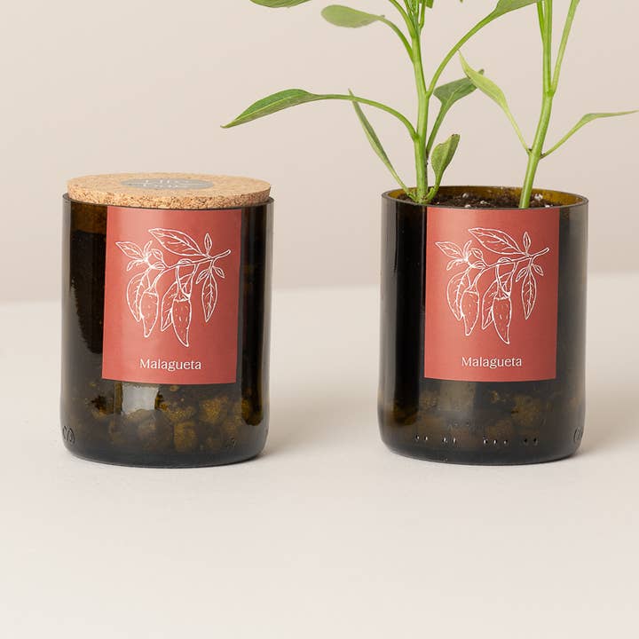 Life in a bag - Wholesale Plant Pot - Bottle Garden Malagueta0