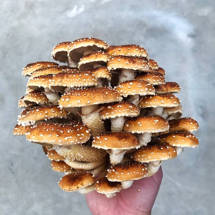 Kit de cultivo de hongos castaños y otras tendencias de Resultados para antihumedad al por mayor. Devoluciones gratuitas y condiciones de pago a 60 días en Faire en Faire.