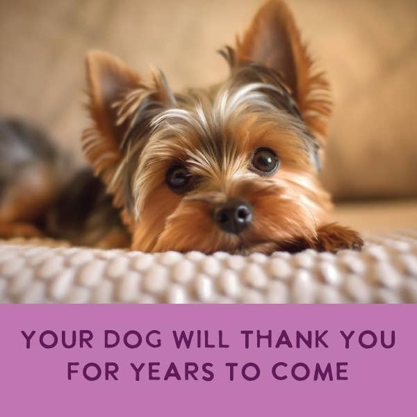 Health Extension Pet Care - Wholesale Pet Food - Dog - Gently Cooked Chicken And Pumpkin Recipe11