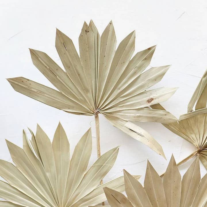 Afloral - Wholesale Dried/Pressed Flowers - Bundle of 5 Afloral Natural Sun Palms - 14-20"