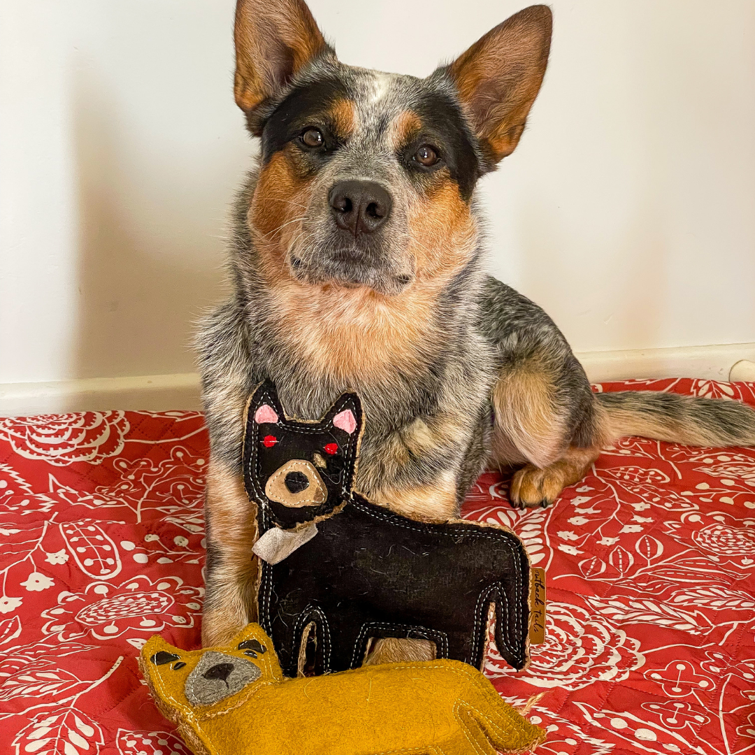 Outback Tails – wholesale Mjukisdjur - Hund – Outback filtleksak - Tassie Devil2