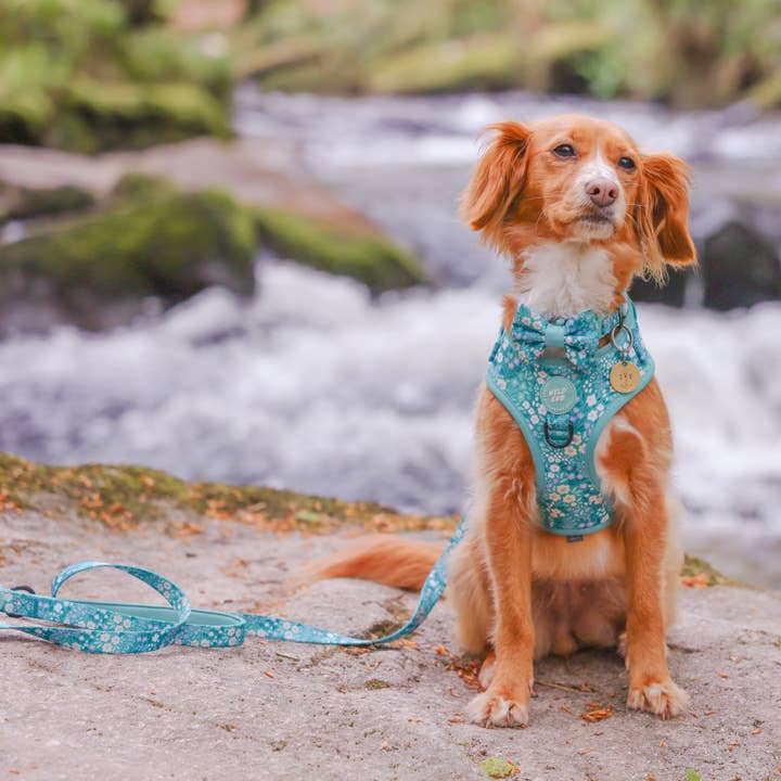 WYLD CUB - Wholesale Pet Harness - Dog - Adjustable Dog Harness: Notting Hill Mint1