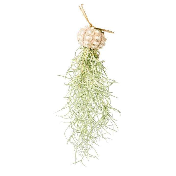 JP deco - Vendita all'ingrosso Piante vive - Pianta tillandsia appesa al riccio di mare Sputnic naturale