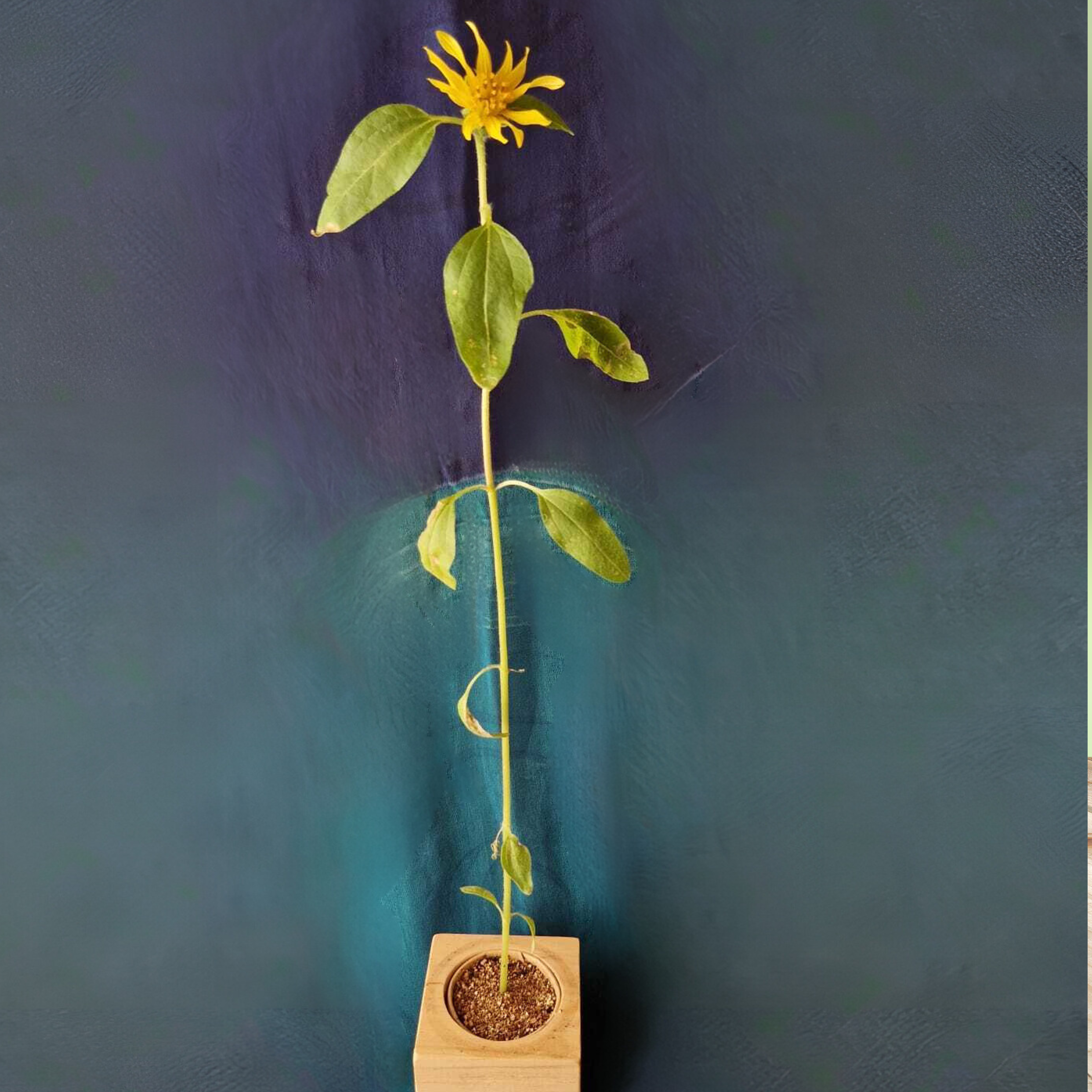 Sprigbox - Wholesale Plant Seeds - Sunflower Grow Kit | Flower Garden Gift | Wooden Planter Box4