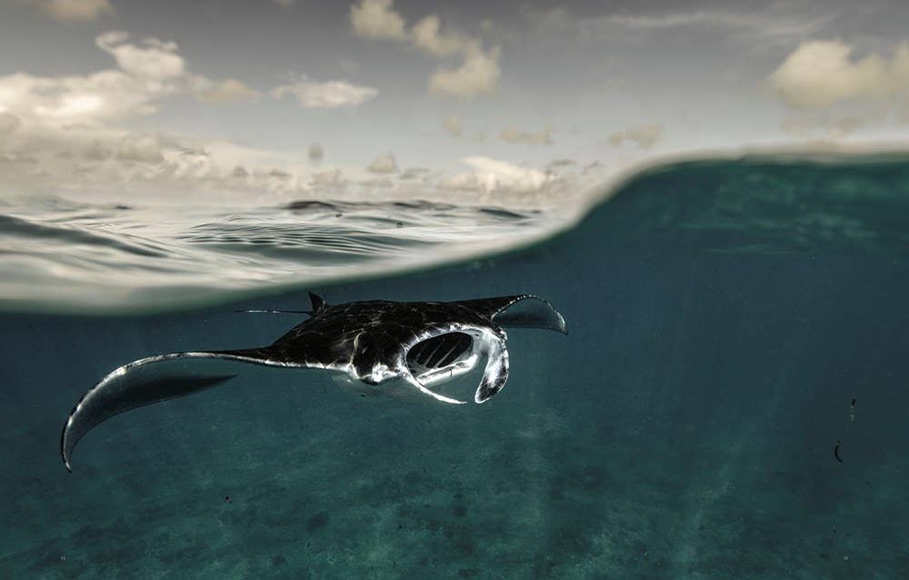 W. W. Norton - Wholesale Nature & Outdoors - Wild Ocean: A Journey to the Earth's Last Wild Coasts4