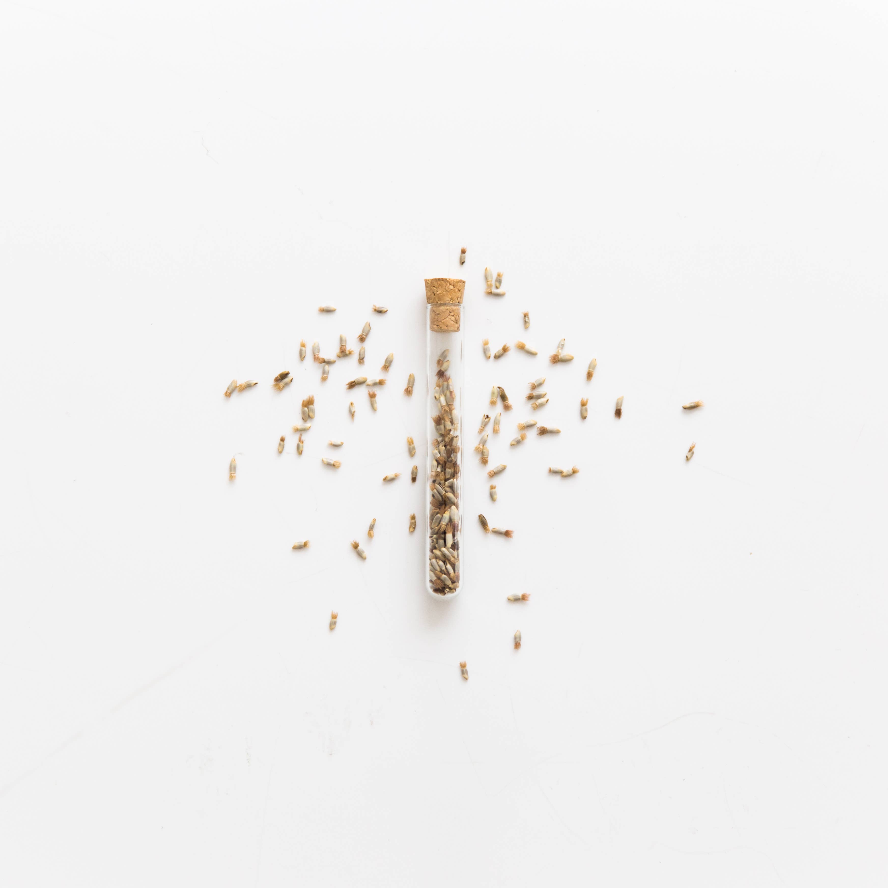 BIRAMBI - Wholesale Plant Seeds - Flower Seeds1