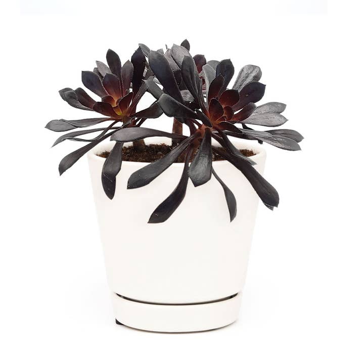 Best Plant Friend - Wholesale Succulent - Black Rose 'Zwartkop' Aeonium arboreum Succulent 2/4" in Pot2