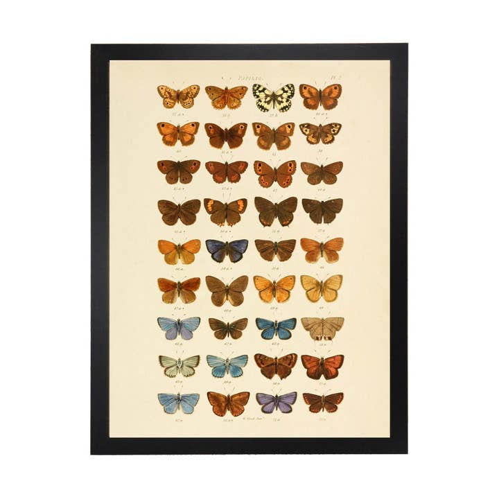 Antique Curiosities Inc - Wholesale Art Print - Multi Butterflies Papilio Plate 2
