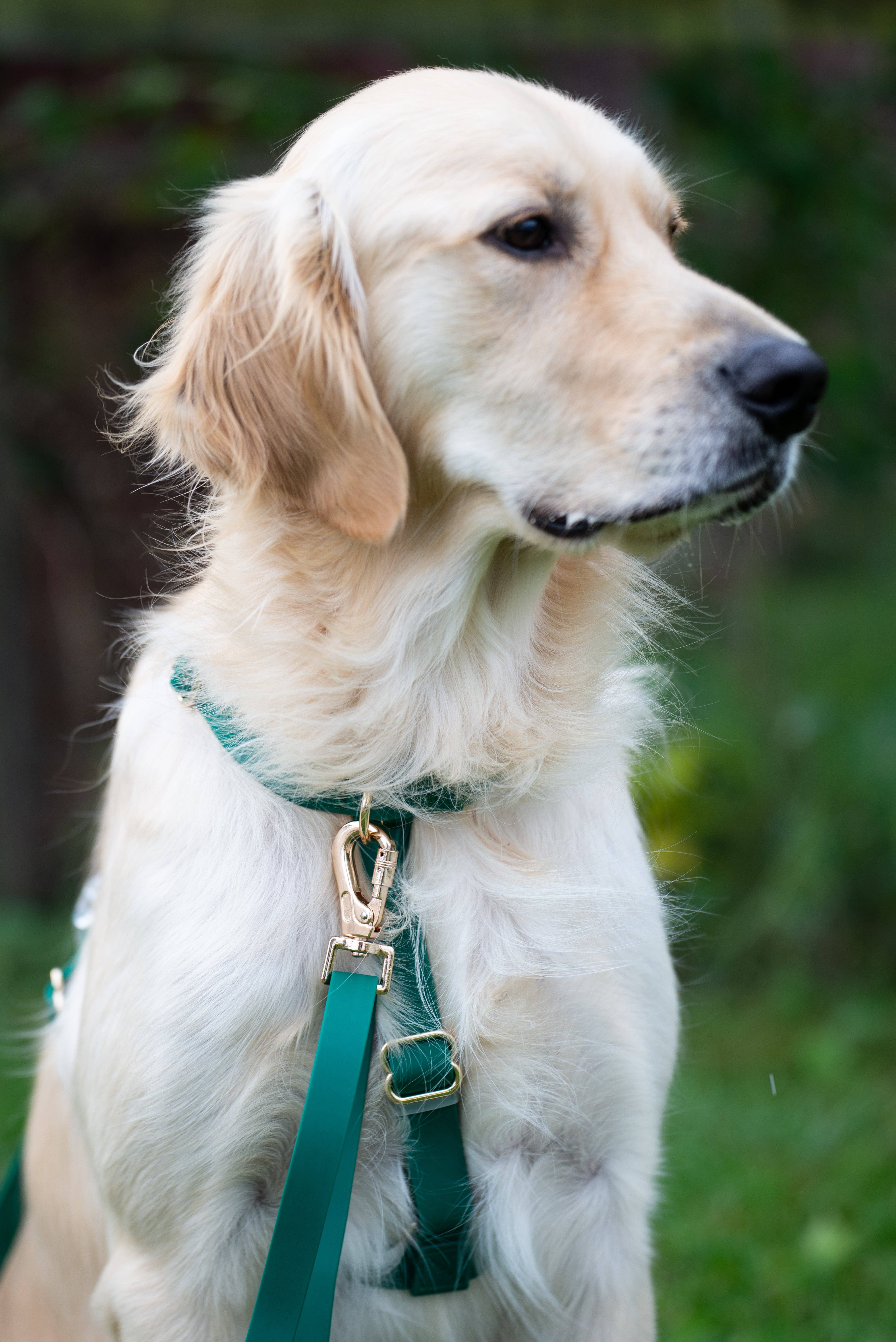SUNNY TAILS - Wholesale Pet Harness - Dog - Meadow Green Cloud Lite Dog Harness10