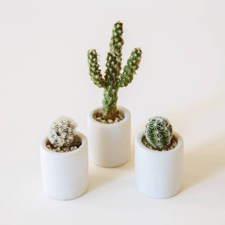Jungle Club - Wholesale Plant Pot - Tiny Pot | White