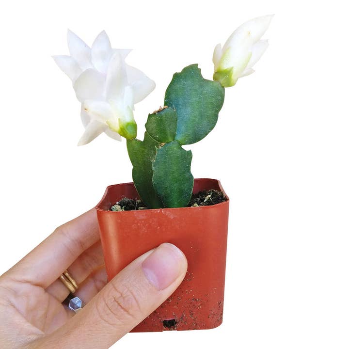 Best Plant Friend - Wholesale Succulent - Christmas Cactus Thanksgiving Cactus - Succulents 2/4/6in